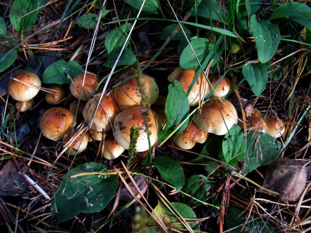 Обои картинки фото природа, грибы, грибная, семейка