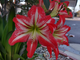 Картинка цветы амариллисы +гиппеаструмы амариллис макро