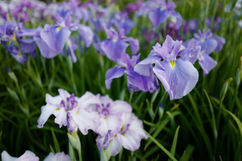 обоя цветы, ирисы