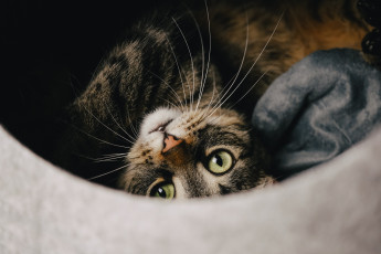 Картинка животные коты кот кошка