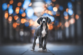 Картинка животные собаки собака