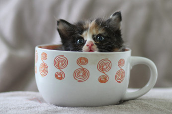 Картинка котёнок животные коты комочек шерсти няшное существо да и лучший друг человека мур мяу