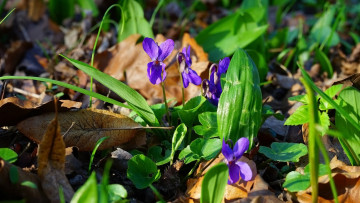 Картинка цветы фиалки трава лесные