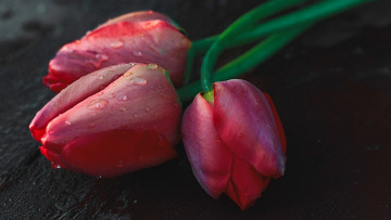 Картинка цветы тюльпаны бутоны розовые трио капли