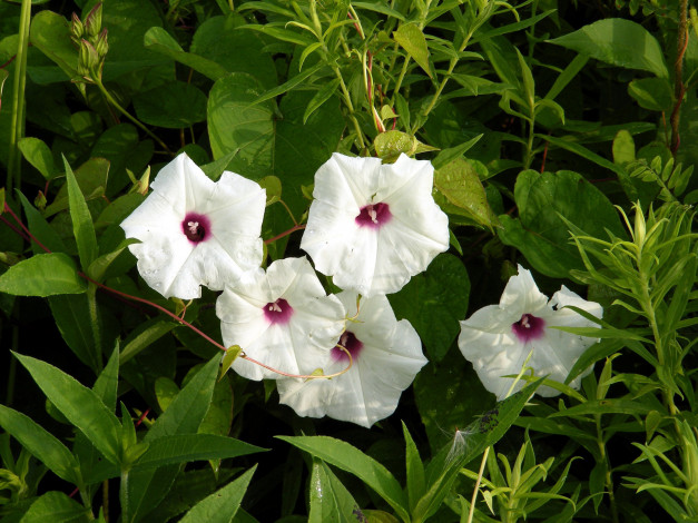 Обои картинки фото цветы, вьюнки,  ипомеи, трава, белые