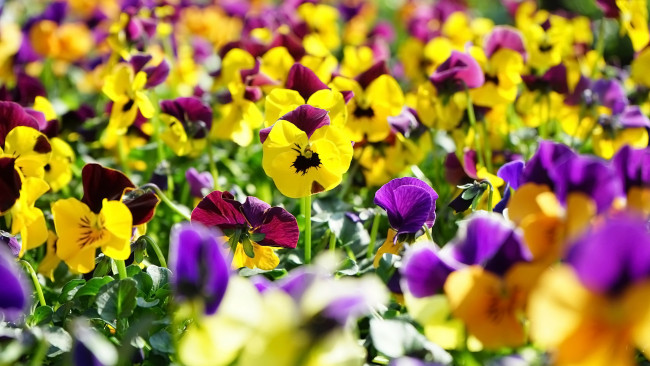 Обои картинки фото цветы, анютины глазки , садовые фиалки, клумба, анютины, глазки, разноцветные