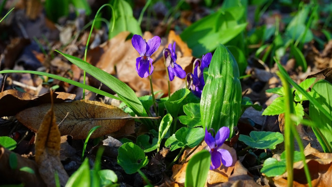 Обои картинки фото цветы, фиалки, трава, лесные