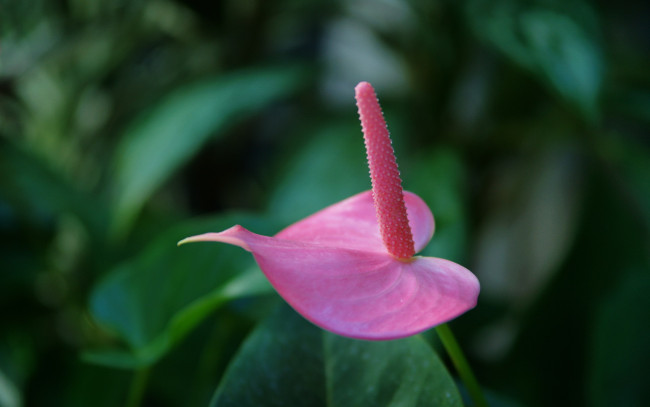 Обои картинки фото цветы, антуриум , цветок фламинго, розовый, антуриум, макро