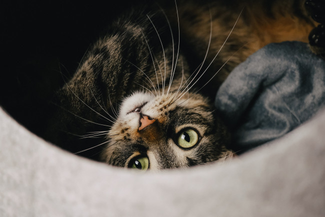 Обои картинки фото животные, коты, кот, кошка