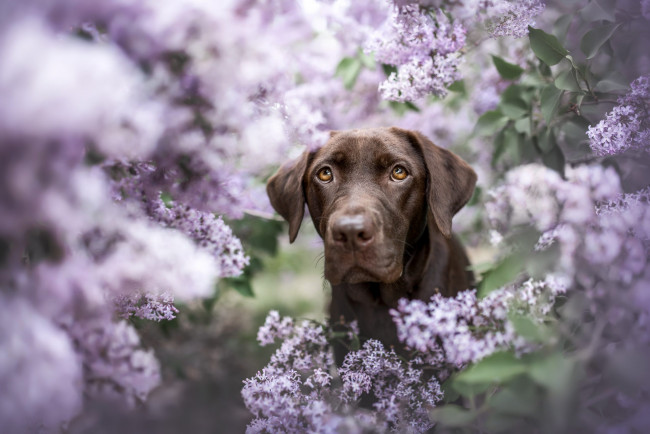 Обои картинки фото животные, собаки, собака