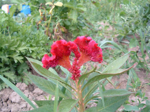 Картинка цветы амаранты