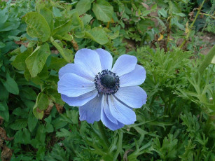 Картинка цветы анемоны адонисы