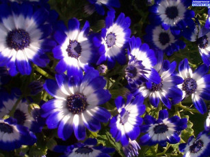 Картинка цветы цинерария