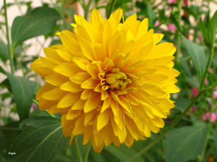 Картинка цветы георгины