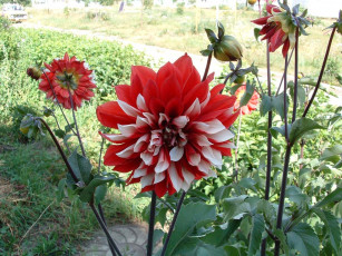 Картинка цветы георгины