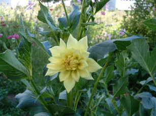 Картинка цветы георгины