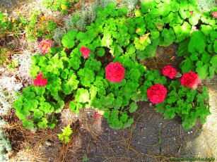 Картинка цветы герань