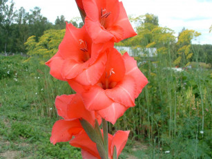 Картинка цветы гладиолусы