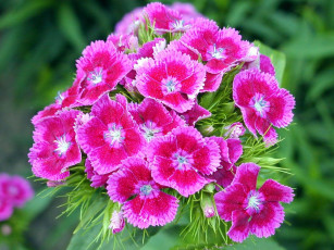 Картинка цветы гвоздики