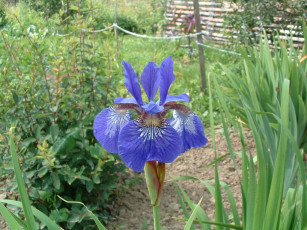 Картинка цветы ирисы