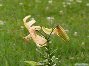 Картинка цветы лилии лилейники