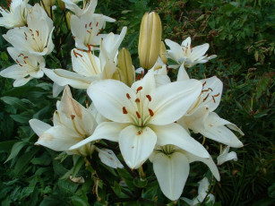 Картинка цветы лилии лилейники