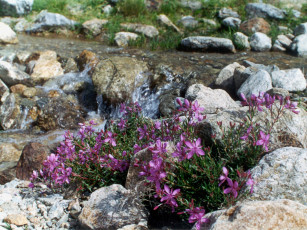 обоя цветы, луговые, полевые