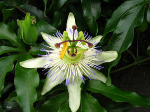 Картинка цветы пассифлора
