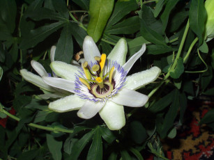 Картинка цветы пассифлора