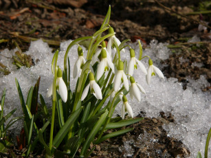 Картинка цветы подснежники белоцветник