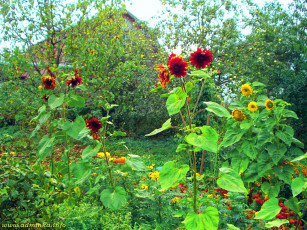 Картинка цветы подсолнухи