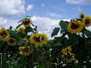 Картинка цветы подсолнухи