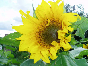 Картинка цветы подсолнухи