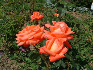 Картинка цветы розы