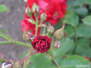 Картинка цветы розы