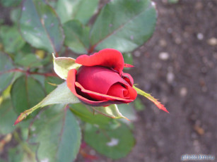 обоя цветы, розы