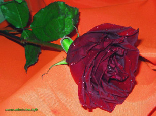 Картинка цветы розы