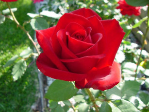 Картинка цветы розы