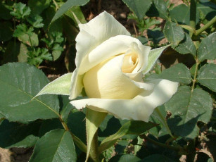 Картинка цветы розы