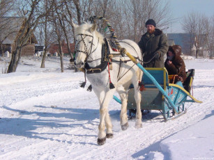 Картинка животные лошади