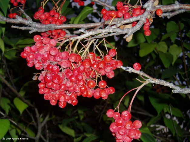 Обои картинки фото 