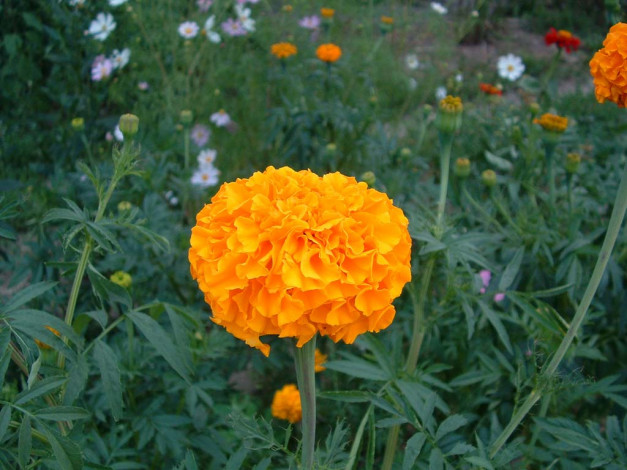 Обои картинки фото цветы, бархатцы