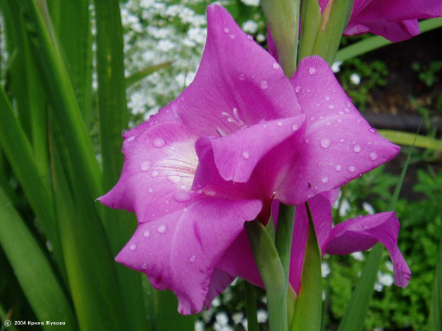 Обои картинки фото цветы, гладиолусы