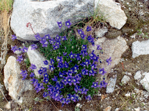 Обои картинки фото цветы, горечавки