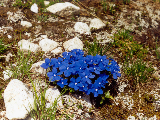 Обои картинки фото цветы, горечавки