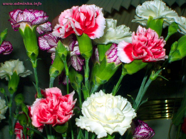 Обои картинки фото цветы, гвоздики