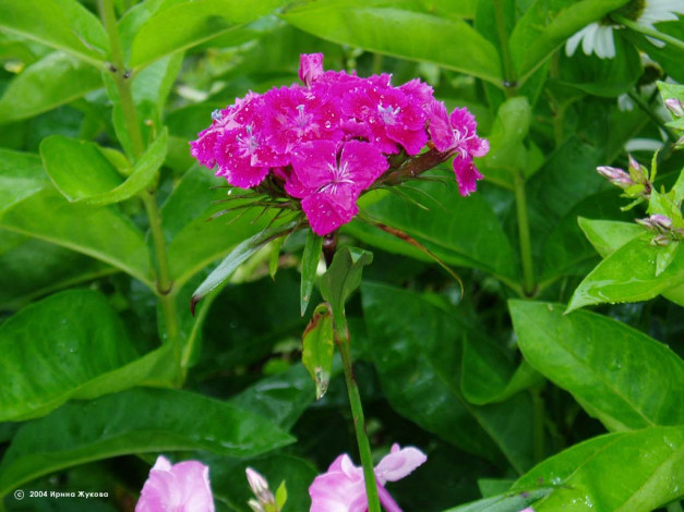 Обои картинки фото цветы, гвоздики