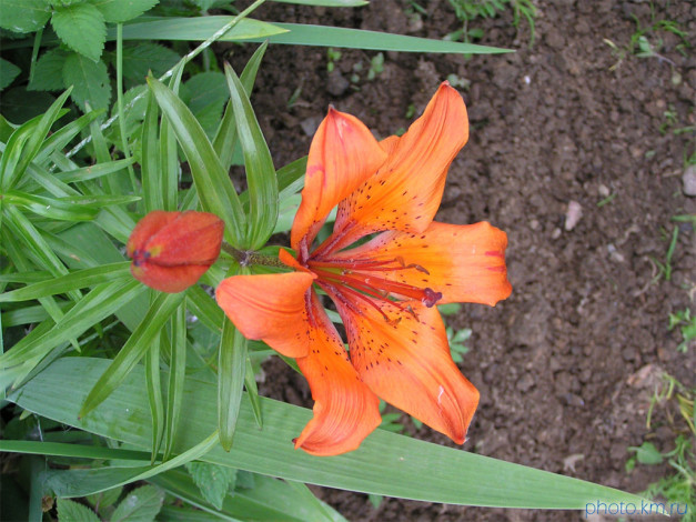 Обои картинки фото цветы, лилии, лилейники