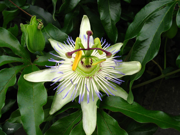 Обои картинки фото цветы, пассифлора