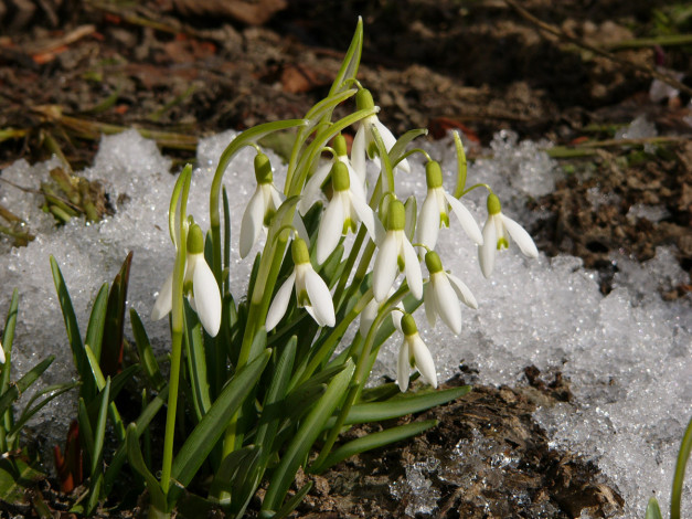 Обои картинки фото цветы, подснежники, белоцветник